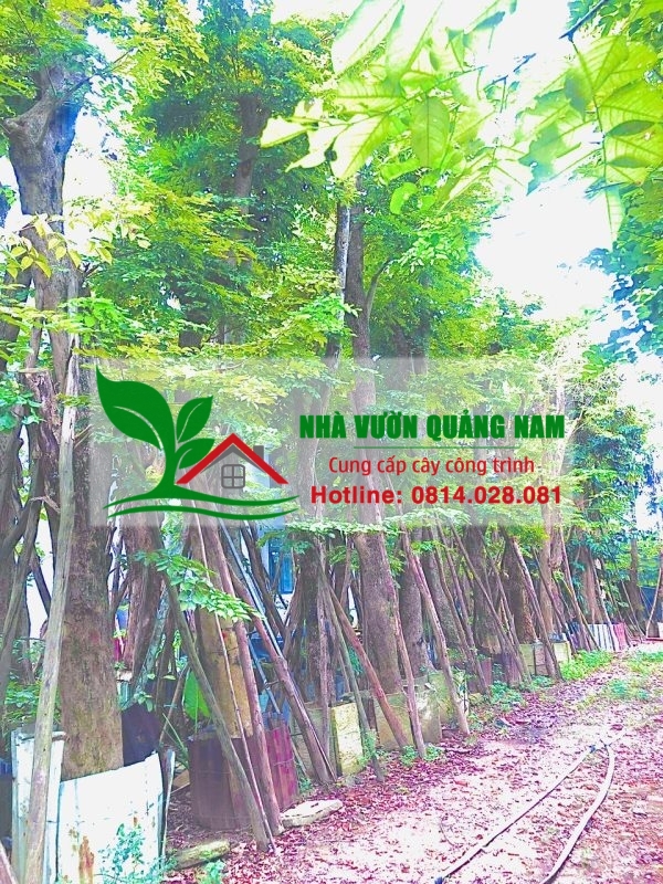 Nhà Vườn Quảng Nam