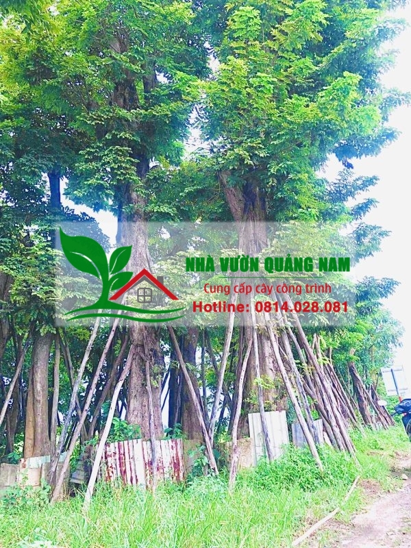 Nhà Vườn Quảng Nam