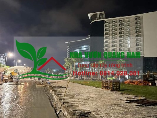 Thi công giáng hương công trình