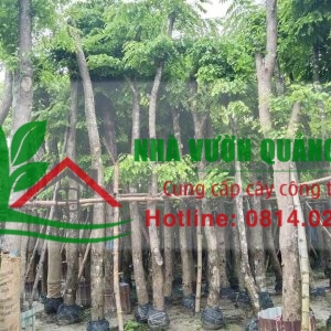 Cung cấp cây giáng hương công trình