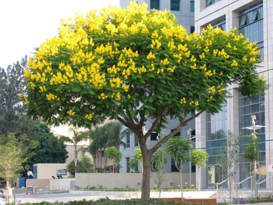 Cây công trình Nhà Vườn Quảng Nam