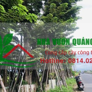 Chuyên cung cấp cây giáng hương công trình