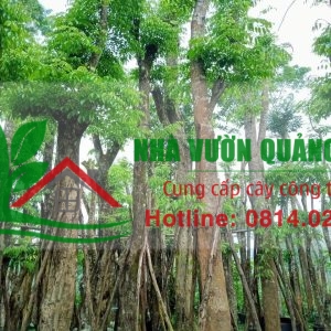 Cung Cấp Cây Công Trình