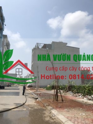 Thi công giáng hương công trình
