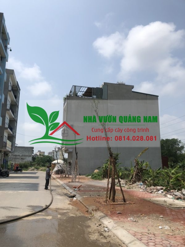 Thi công giáng hương công trình