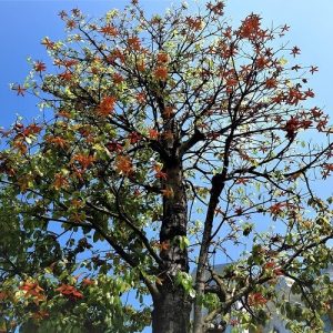 Cây công trình Nhà Vườn Quảng Nam