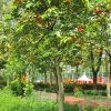 Cây công trình Nhà Vườn Quảng Nam