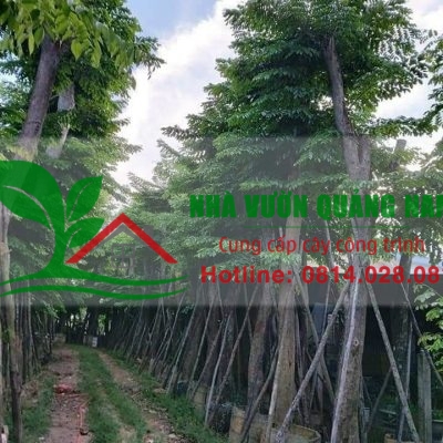 Cung cấp cây công trình