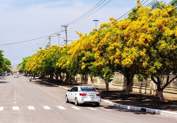 Cây công trình Nhà Vườn Quảng Nam