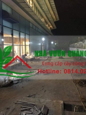 Thi công giáng hương công trình