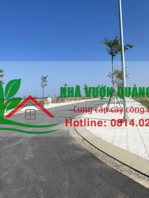 Tư vấn thi công – công trình cây xanh công cộng