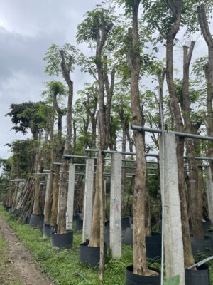 Vườn cây giáng hương công trình