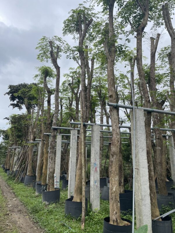 Cung cấp loại cây giáng hương theo yêu cầu uy tín tại Quảng Nam