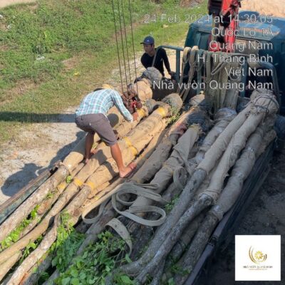 Vận chuyển cây giáng huơng