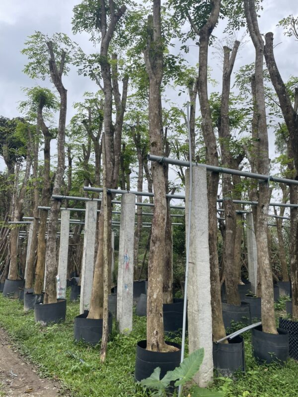 Điểm bán cây giáng hương chất lượng tại Quảng Nam