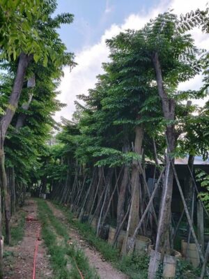 Vườn cây giáng hương công trình