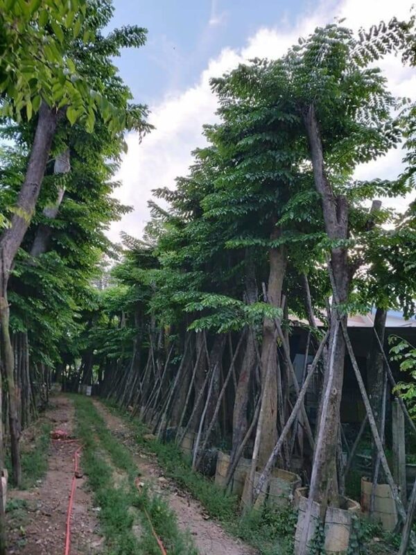 Báo giá cây giáng hương giá tốt nhất ở Quảng Nam