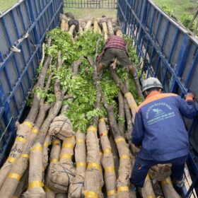 Vận chuyển cây giáng huơng
