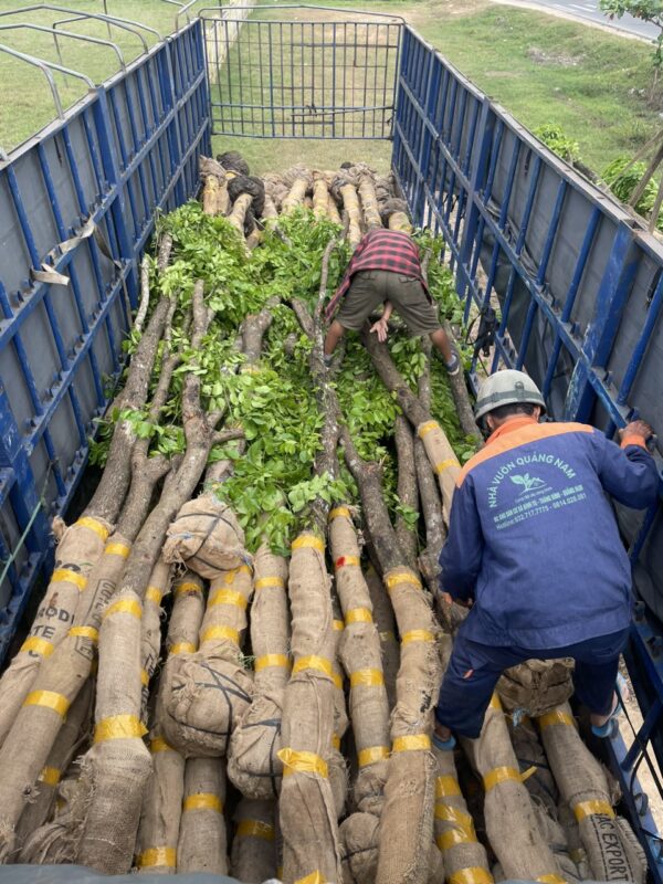 Vận chuyển cây giáng huơng