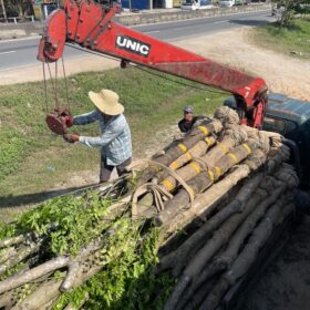 Vận chuyển cây giáng huơng