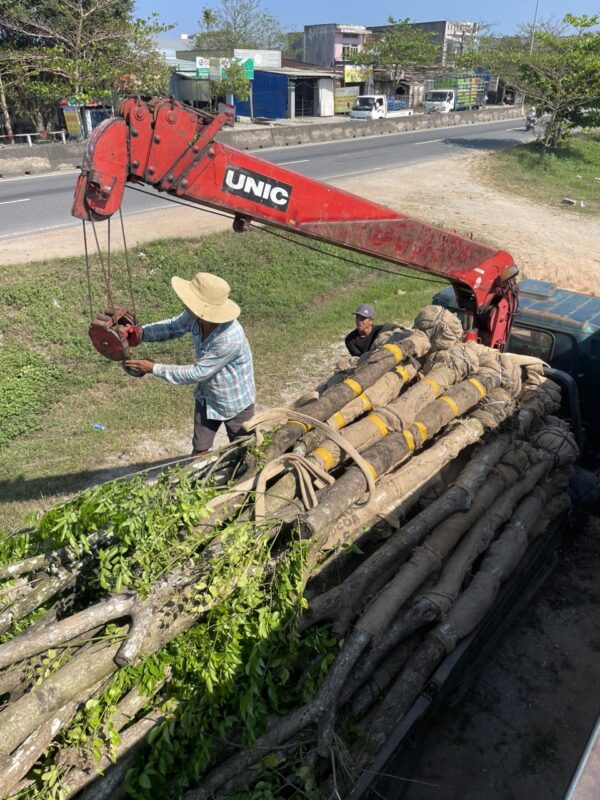 Mua cây giáng hương tại Quảng Nam