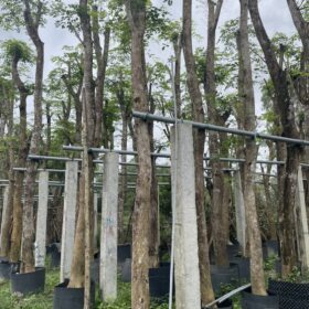 Vườn cây giáng hương công trình