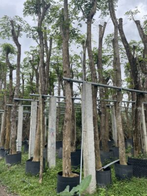 Vườn cây giáng hương công trình