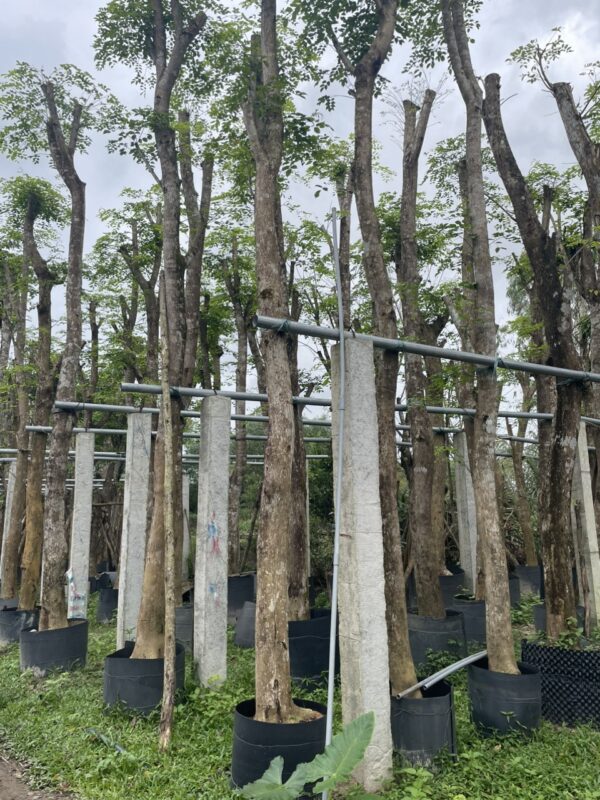 Cây giáng hương giá tốt tại Quảng Nam
