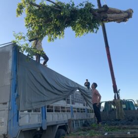 Vận chuyển cây giáng huơng