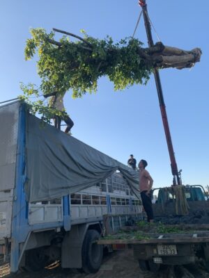 Vận chuyển cây giáng huơng