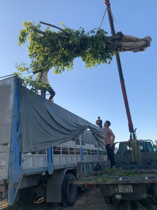 Vận chuyển cây giáng huơng
