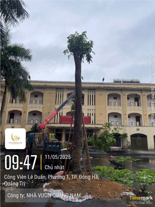 Cây giáng hương công trình