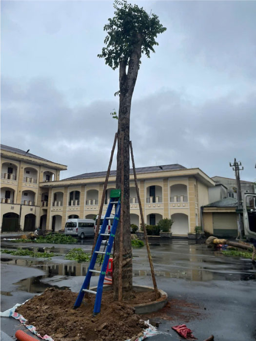 Nhà Vườn Quảng Nam