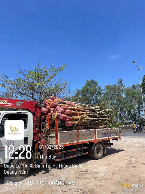 Cây giáng hương được vận chuyển bằng xe tải chuyên dụng