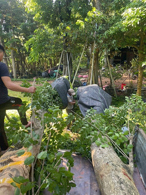 Chăm sóc cây giáng hương trước khi vận chuyển