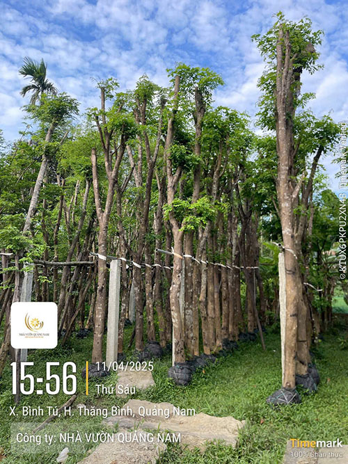 Hàng cây giáng hương cao lớn trong vườn - cung cấp cây giáng hương công trình