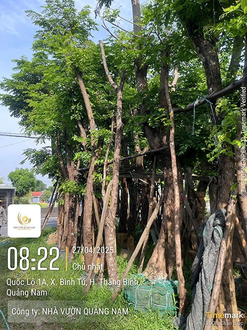 Hàng cây giáng hương đang được dưỡng trước khi giao - cung cấp cây giáng hương công trình
