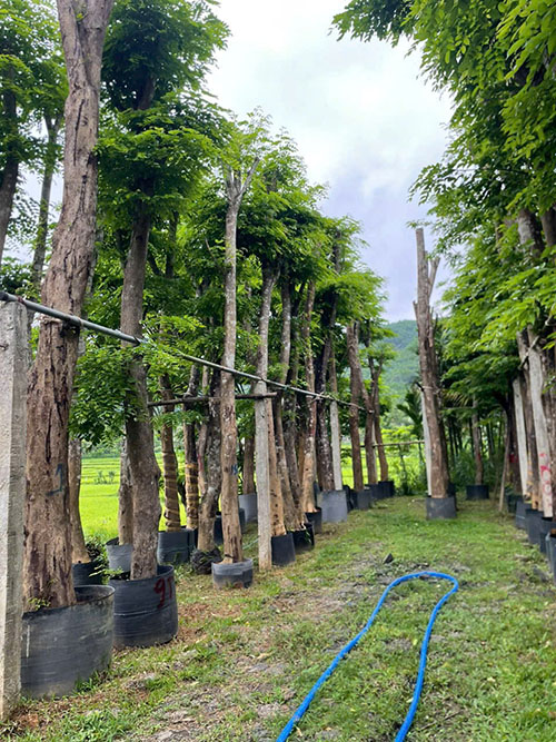 Lô cây giáng hương chờ bàn giao cho khách - cung cấp cây giáng hương công trình