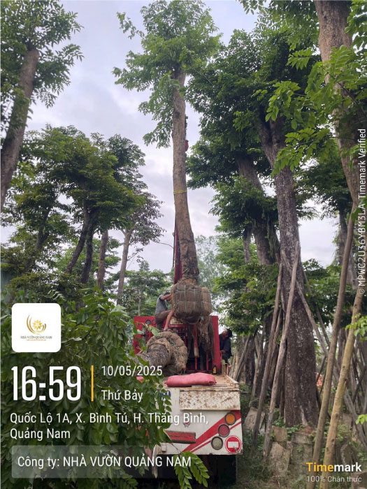 Thi công trồng cây giáng hương