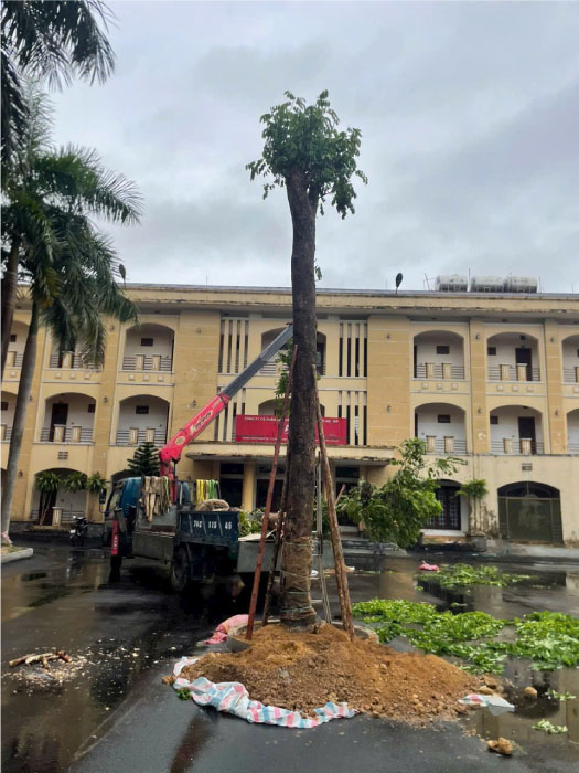 Trồng cây giáng hương công trình