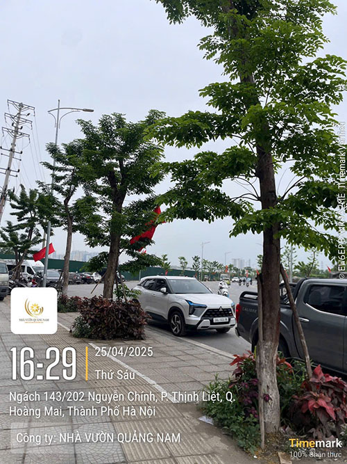 Trồng cây giáng hương tại khu đô thị