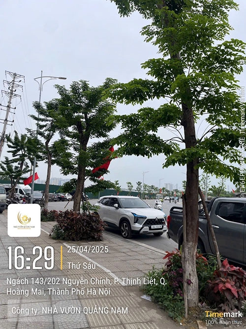 Trồng cây giáng hương tại khu đô thị