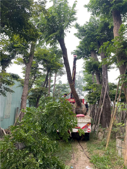 Nhà Vườn Quảng Nam