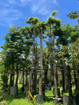 Vườn cây giáng hương tại Nhà Vườn