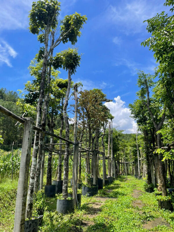 Nhà Vườn Quảng Nam