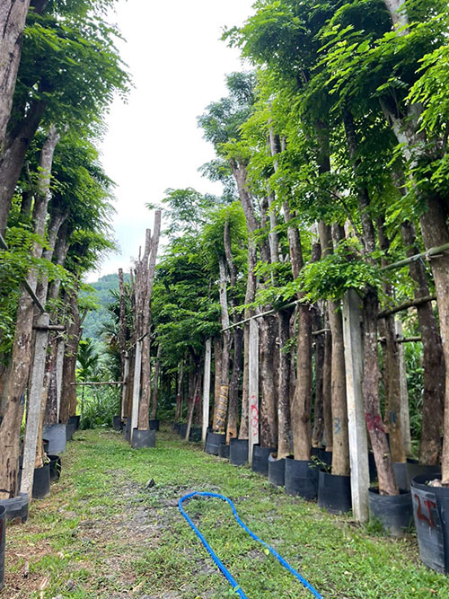 Vườn ươm cây giáng hương số lượng lớn