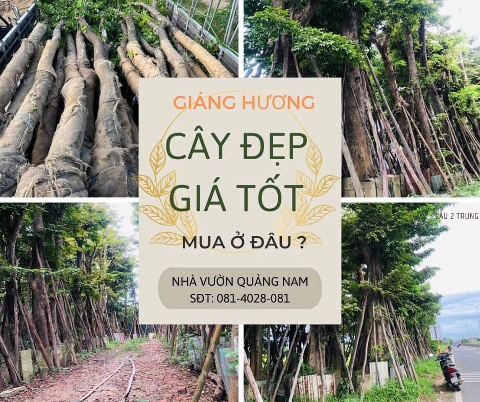 Nhà Vườn Quảng Nam