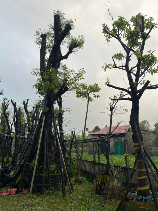 Cây giáng hương Hưng Yên
