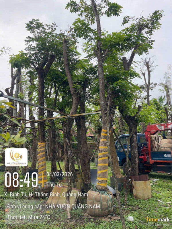 Hướng dẫn trồng cây giáng hương