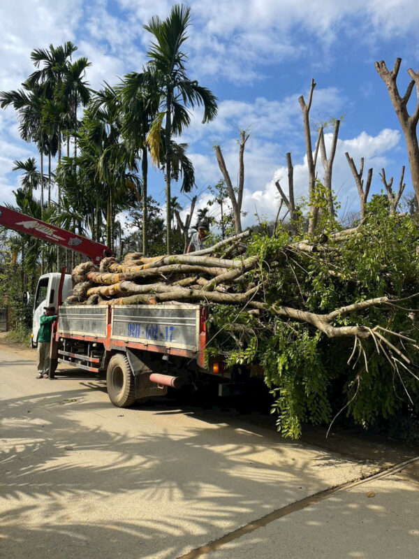 Nhà Vườn Quảng Nam